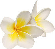 Logobild für Naturheilpraxis Kielkopf